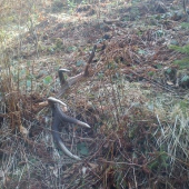 konečne čerstvy  3kg 95 cm