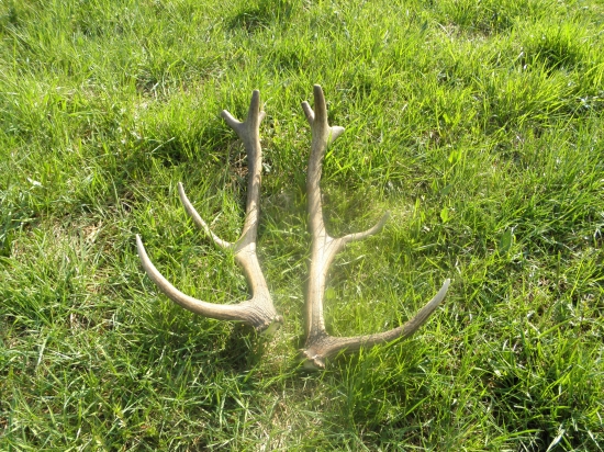 desatorák 2 3 parožie