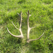 desatorák 2 3 parožie