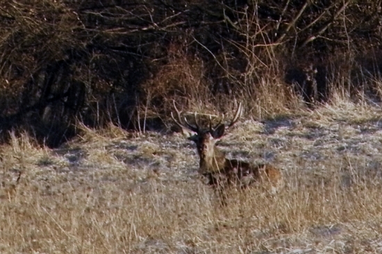 pekný