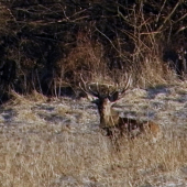 pekný