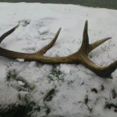 najdeny 14. 03. 2010   1.95 kg