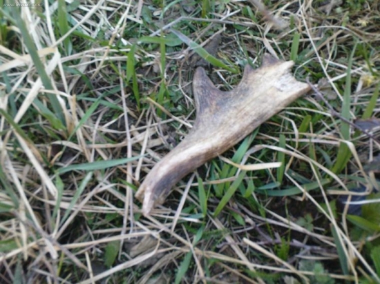 škoda že nie je cely