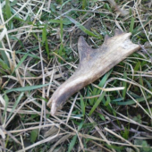 škoda že nie je cely