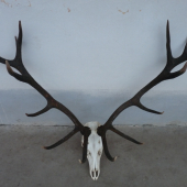 po vyvarení a bielení