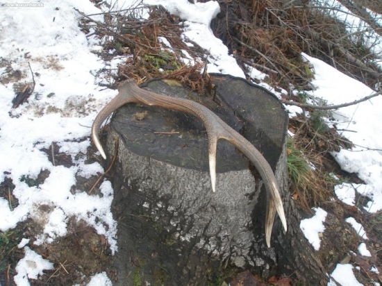 Jeleň,alebo človek ho tam nechal:-))?