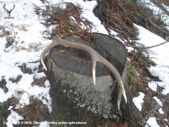Jeleň,alebo človek ho tam nechal:-))?