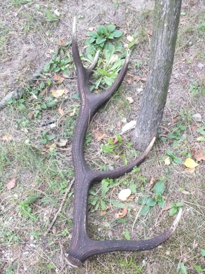 Na hubach uz upraveny