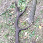 Na hubach uz upraveny