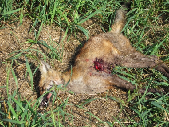 Včerajšie lišča