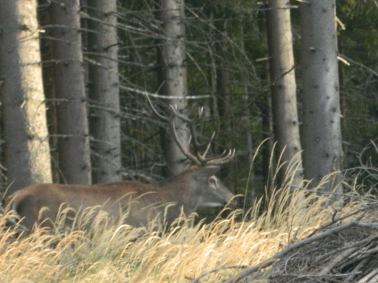 Hľadajúci.