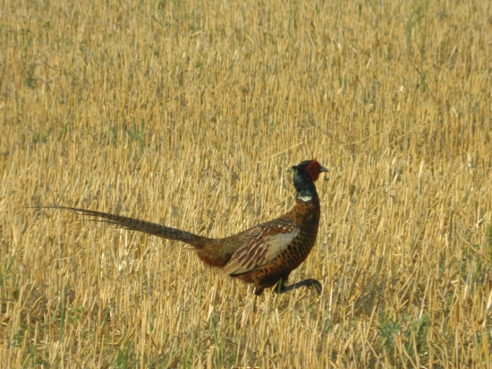 Len tak si vykračujem: