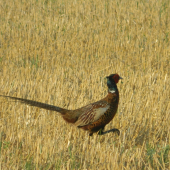 Len tak si vykračujem: