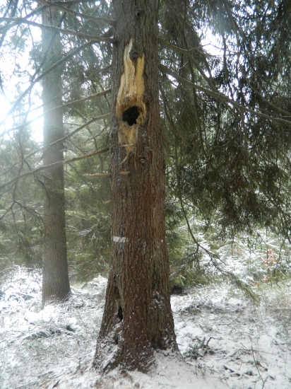 čo dokáže medveď  kvoli medu