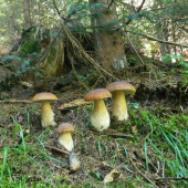 Podarená rodinka