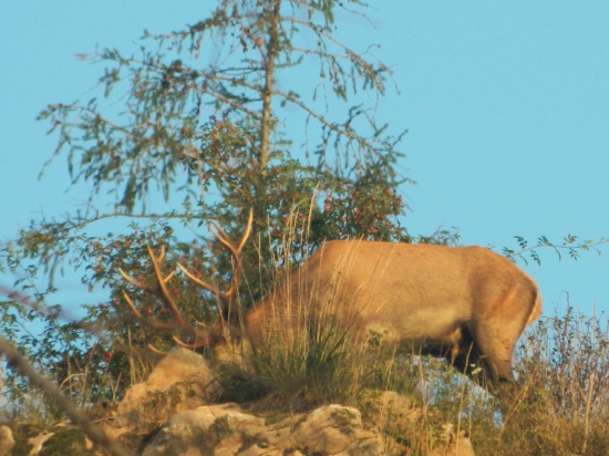 Šípkový štrnástorák.