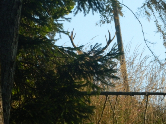 Nechcel sa ukázať.