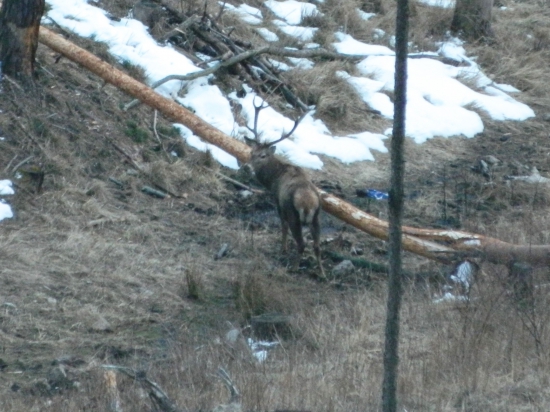 Pred zotmením na ohryze.