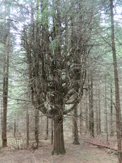 Videl z Vás niekto, niečo také?