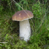 Krásavec.