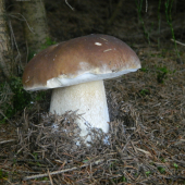 Dubák.
