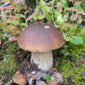 Oktobráčik.