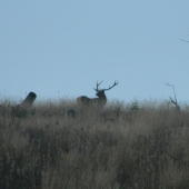Na hrebeni pred zotmením.