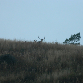 Podvečerný krásavec.