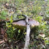 Maskovaný.