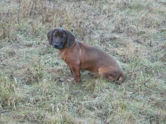 Nový člen rodiny-Alex Kvášov-Majer.