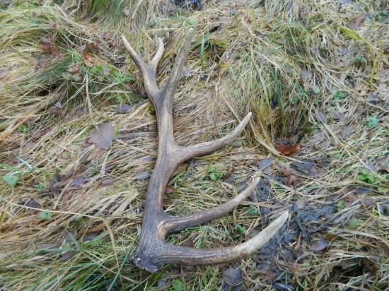 Kamarátov v pohone.