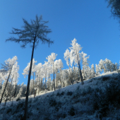 -20 urobilo svoje.
