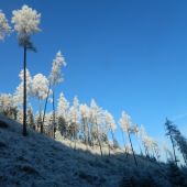 Mrázik zase čaroval.
