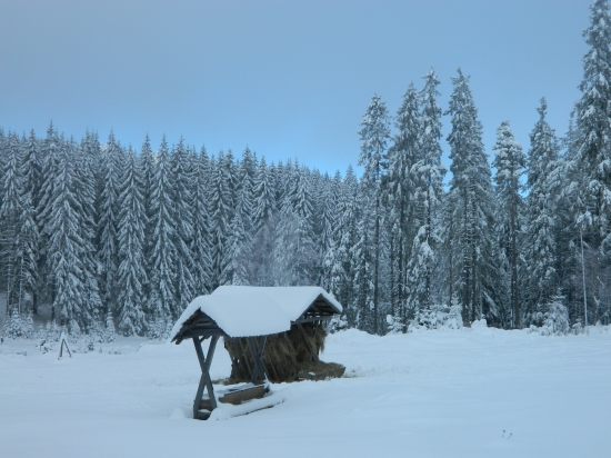 V zasneženej krajine.