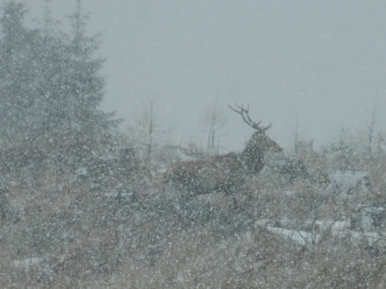 V snehovej chumelici.