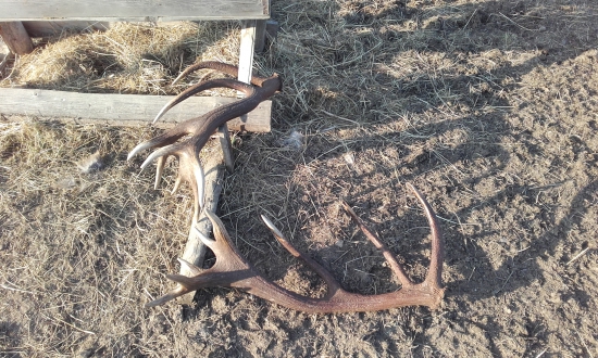 Kamarátove dvestobodáše.