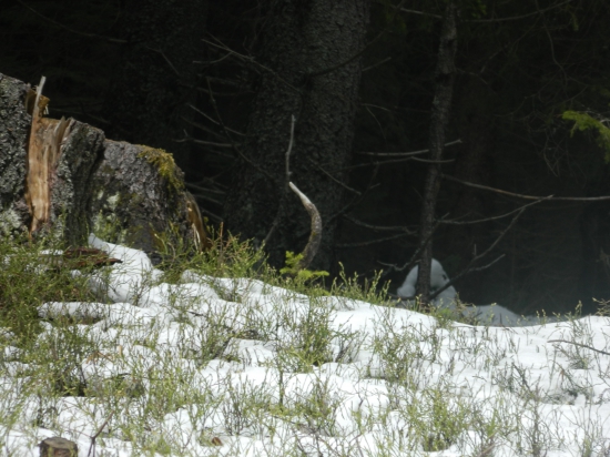 Radoval som sa predčasne.