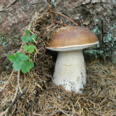 Krásavec.