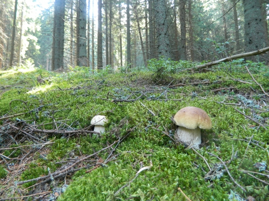 V nádhernom prostredí.