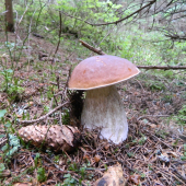 Rozprávkový.