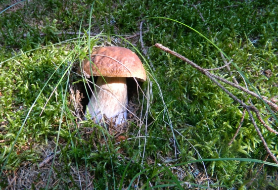 Pohľad ktorý poteší.