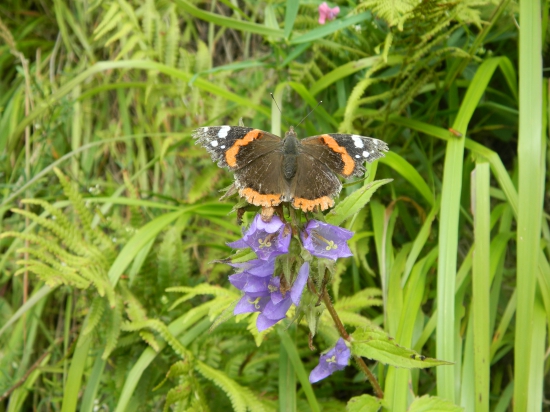Moj prvý odfotený motýľ.