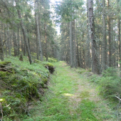 Po lesnej cestičke.