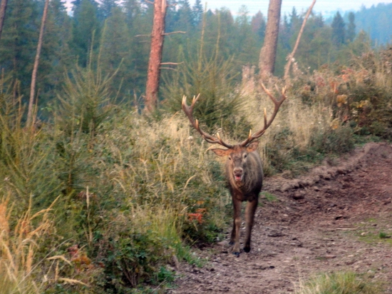 V posledných lučoch zapadajuceho slnka.