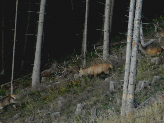 Unavený,zranený štrnástorák.