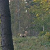 Fešák na odchode.
