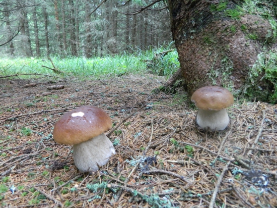 Spomienka na sezonu 2016.