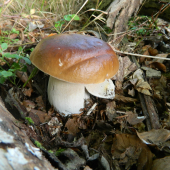 V bukovom lísti.
