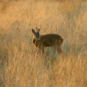 Na večernej postriežke.