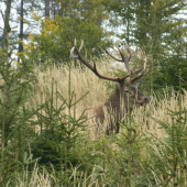 Vynoril sa ako duch.